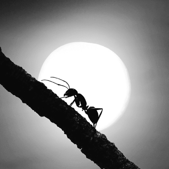 Иллюстрация к книге — Китайские притчи [i_037.jpg]