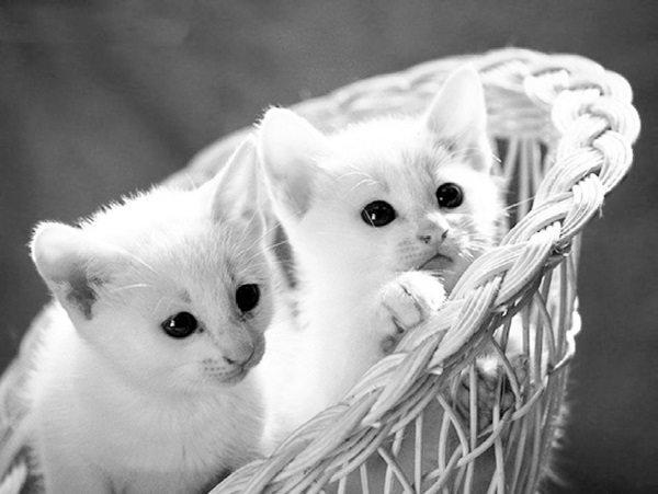 Иллюстрация к книге — Китайские притчи [i_039.jpg]