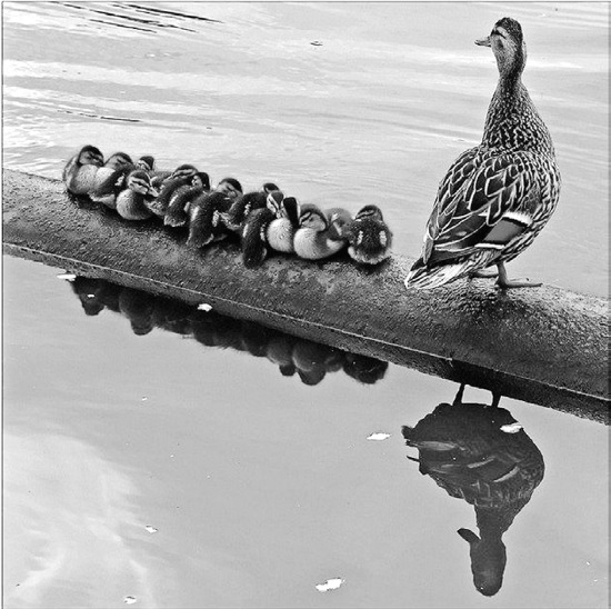 Иллюстрация к книге — Китайские притчи [i_041.jpg]