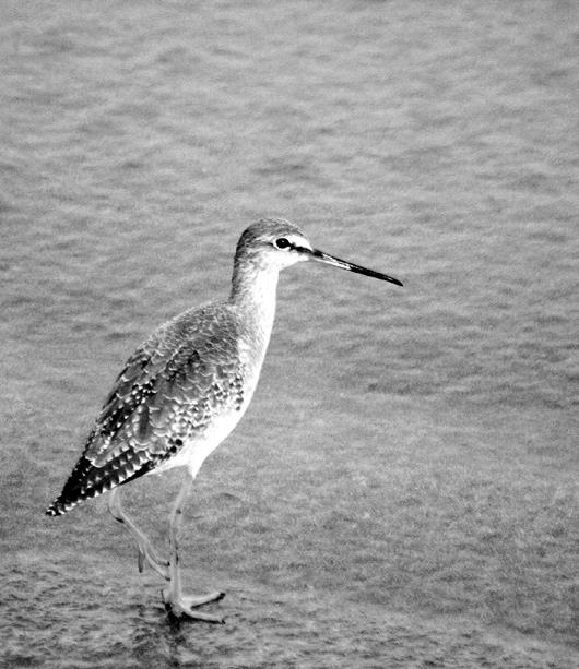 Иллюстрация к книге — Китайские притчи [i_043.jpg]