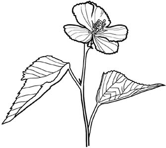 Иллюстрация к книге — Колдовские травы. Ведьмовской путеводитель по тайным силам растений [i_012.jpg]