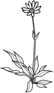 Иллюстрация к книге — Колдовские травы. Ведьмовской путеводитель по тайным силам растений [i_013.jpg]