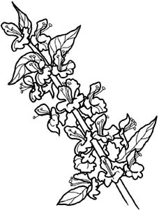 Иллюстрация к книге — Колдовские травы. Ведьмовской путеводитель по тайным силам растений [i_014.jpg]