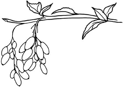 Иллюстрация к книге — Колдовские травы. Ведьмовской путеводитель по тайным силам растений [i_015.jpg]