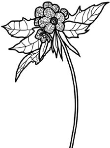 Иллюстрация к книге — Колдовские травы. Ведьмовской путеводитель по тайным силам растений [i_016.jpg]