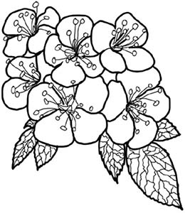 Иллюстрация к книге — Колдовские травы. Ведьмовской путеводитель по тайным силам растений [i_018.jpg]