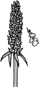 Иллюстрация к книге — Колдовские травы. Ведьмовской путеводитель по тайным силам растений [i_020.jpg]