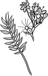 Иллюстрация к книге — Колдовские травы. Ведьмовской путеводитель по тайным силам растений [i_021.jpg]