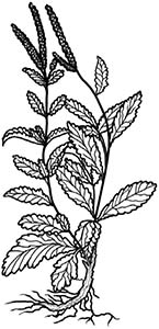 Иллюстрация к книге — Колдовские травы. Ведьмовской путеводитель по тайным силам растений [i_022.jpg]