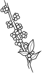 Иллюстрация к книге — Колдовские травы. Ведьмовской путеводитель по тайным силам растений [i_023.jpg]