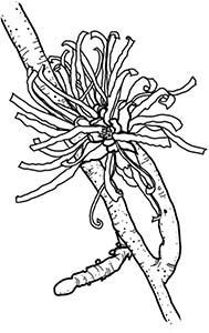 Иллюстрация к книге — Колдовские травы. Ведьмовской путеводитель по тайным силам растений [i_024.jpg]