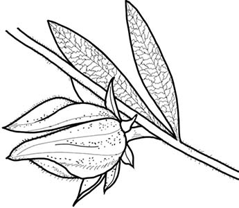 Иллюстрация к книге — Колдовские травы. Ведьмовской путеводитель по тайным силам растений [i_026.jpg]