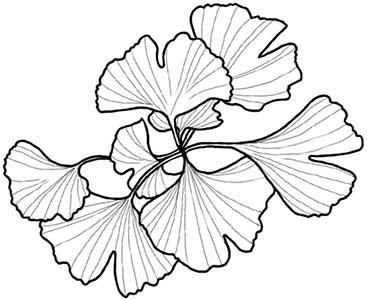 Иллюстрация к книге — Колдовские травы. Ведьмовской путеводитель по тайным силам растений [i_027.jpg]