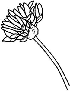 Иллюстрация к книге — Колдовские травы. Ведьмовской путеводитель по тайным силам растений [i_028.jpg]