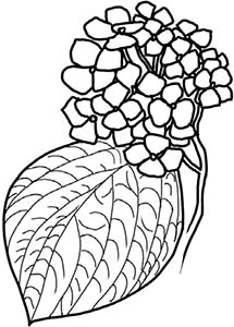 Иллюстрация к книге — Колдовские травы. Ведьмовской путеводитель по тайным силам растений [i_029.jpg]