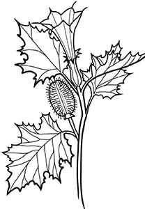 Иллюстрация к книге — Колдовские травы. Ведьмовской путеводитель по тайным силам растений [i_030.jpg]