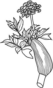 Иллюстрация к книге — Колдовские травы. Ведьмовской путеводитель по тайным силам растений [i_032.jpg]