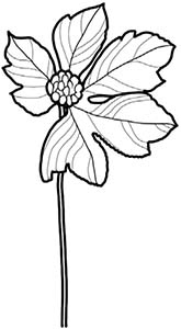 Иллюстрация к книге — Колдовские травы. Ведьмовской путеводитель по тайным силам растений [i_033.jpg]