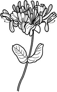 Иллюстрация к книге — Колдовские травы. Ведьмовской путеводитель по тайным силам растений [i_034.jpg]