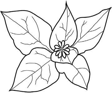 Иллюстрация к книге — Колдовские травы. Ведьмовской путеводитель по тайным силам растений [i_036.jpg]