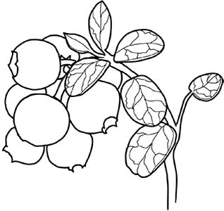 Иллюстрация к книге — Колдовские травы. Ведьмовской путеводитель по тайным силам растений [i_045.jpg]