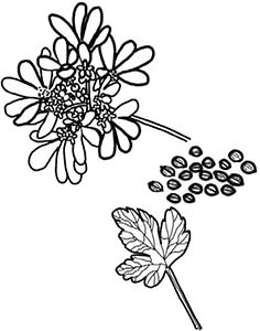 Иллюстрация к книге — Колдовские травы. Ведьмовской путеводитель по тайным силам растений [i_046.jpg]