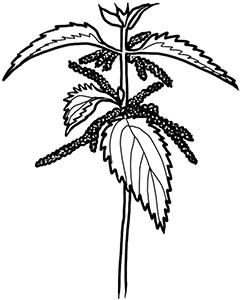 Иллюстрация к книге — Колдовские травы. Ведьмовской путеводитель по тайным силам растений [i_049.jpg]