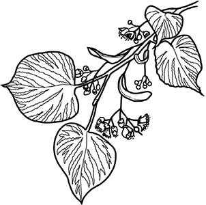 Иллюстрация к книге — Колдовские травы. Ведьмовской путеводитель по тайным силам растений [i_053.jpg]