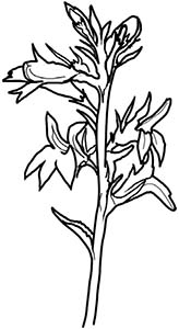 Иллюстрация к книге — Колдовские травы. Ведьмовской путеводитель по тайным силам растений [i_054.jpg]