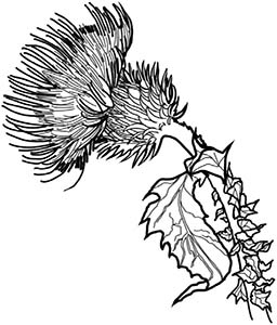 Иллюстрация к книге — Колдовские травы. Ведьмовской путеводитель по тайным силам растений [i_055.jpg]