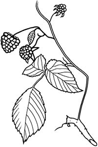 Иллюстрация к книге — Колдовские травы. Ведьмовской путеводитель по тайным силам растений [i_057.jpg]