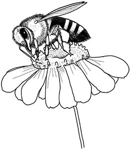 Иллюстрация к книге — Колдовские травы. Ведьмовской путеводитель по тайным силам растений [i_060.jpg]