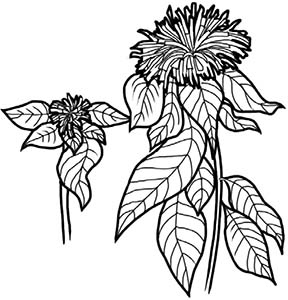 Иллюстрация к книге — Колдовские травы. Ведьмовской путеводитель по тайным силам растений [i_063.jpg]