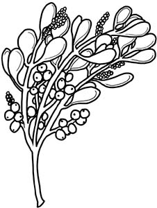 Иллюстрация к книге — Колдовские травы. Ведьмовской путеводитель по тайным силам растений [i_069.jpg]