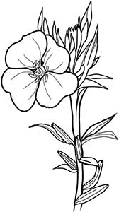 Иллюстрация к книге — Колдовские травы. Ведьмовской путеводитель по тайным силам растений [i_070.jpg]