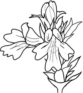 Иллюстрация к книге — Колдовские травы. Ведьмовской путеводитель по тайным силам растений [i_071.jpg]