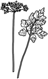 Иллюстрация к книге — Колдовские травы. Ведьмовской путеводитель по тайным силам растений [i_074.jpg]