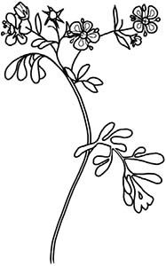 Иллюстрация к книге — Колдовские травы. Ведьмовской путеводитель по тайным силам растений [i_085.jpg]