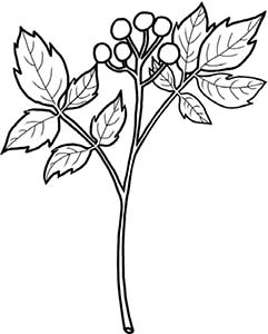 Иллюстрация к книге — Колдовские травы. Ведьмовской путеводитель по тайным силам растений [i_088.jpg]