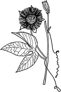 Иллюстрация к книге — Колдовские травы. Ведьмовской путеводитель по тайным силам растений [i_089.jpg]