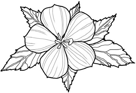 Иллюстрация к книге — Колдовские травы. Ведьмовской путеводитель по тайным силам растений [i_090.jpg]