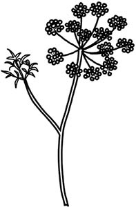 Иллюстрация к книге — Колдовские травы. Ведьмовской путеводитель по тайным силам растений [i_093.jpg]