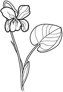 Иллюстрация к книге — Колдовские травы. Ведьмовской путеводитель по тайным силам растений [i_094.jpg]