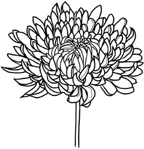 Иллюстрация к книге — Колдовские травы. Ведьмовской путеводитель по тайным силам растений [i_097.jpg]