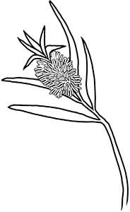 Иллюстрация к книге — Колдовские травы. Ведьмовской путеводитель по тайным силам растений [i_100.jpg]