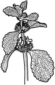 Иллюстрация к книге — Колдовские травы. Ведьмовской путеводитель по тайным силам растений [i_103.jpg]