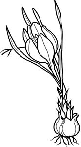 Иллюстрация к книге — Колдовские травы. Ведьмовской путеводитель по тайным силам растений [i_104.jpg]