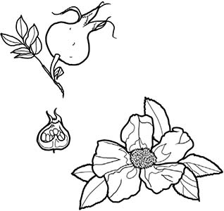 Иллюстрация к книге — Колдовские травы. Ведьмовской путеводитель по тайным силам растений [i_105.jpg]