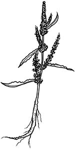 Иллюстрация к книге — Колдовские травы. Ведьмовской путеводитель по тайным силам растений [i_108.jpg]