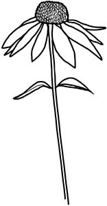 Иллюстрация к книге — Колдовские травы. Ведьмовской путеводитель по тайным силам растений [i_109.jpg]